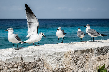 seagulls on the beach