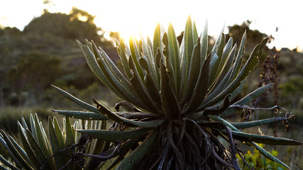 Fototapeta premium Páramo frailejón 