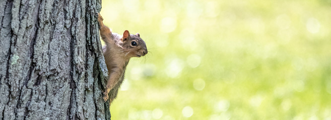 A squirrel holds on to the side of a tree as it looks around.  Horizontal and header ready. - obrazy, fototapety, plakaty