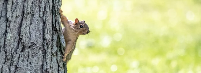 Zelfklevend Fotobehang A squirrel holds on to the side of a tree as it looks around.  Horizontal and header ready. © Martin