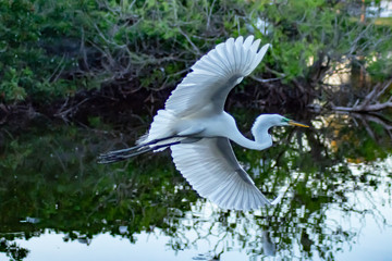 great white egret in flight