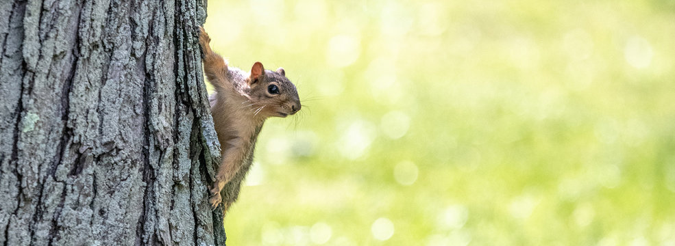 A squirrel holds on to the side of a tree as it looks around.  Horizontal and header ready.