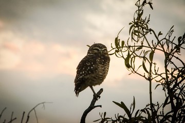coruja