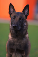 The portrait of a young serious Belgian Shepherd dog Malinois with a chain collar posing outdoors in a city park