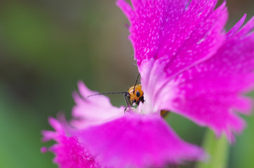 ナデシコの花を食べるウリハムシ