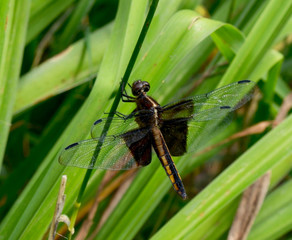 Closeup of a widow skimmer dragonfly waiting on its perch for mosquitoes and other small insects to fly by.  One dragonfly can eat 300 mosquitoes in a single day. (Libellula luctuosa)