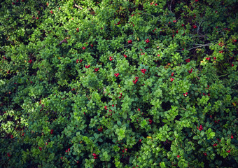 Fototapeta na wymiar the whole lawn of ripe and fresh lingonberry in the forest, Vaccinium vitis-idaea