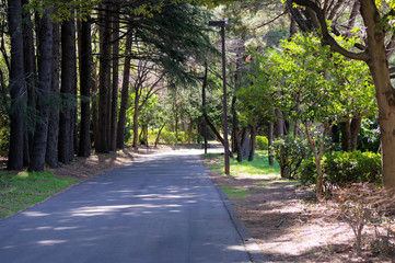 公園の遊歩道