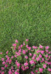 Pink Flower garden flat lay