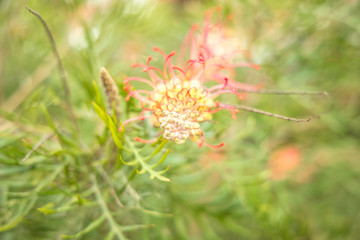 flower in green garden