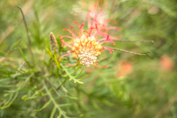 Flower in green garden macro