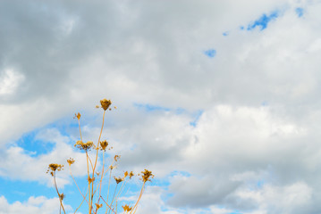 枯れ草　空　雲　素材