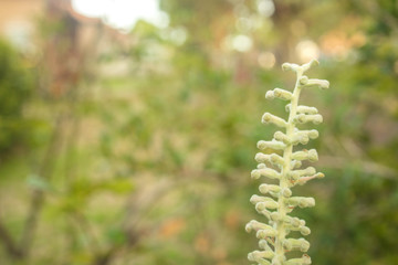 fern in the forest macro
