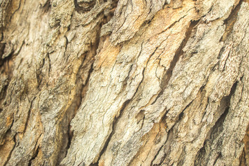 tree bark texture