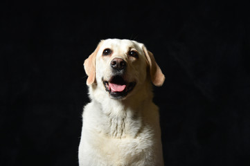 ゴールデンレトリバー