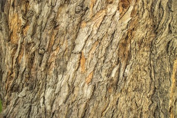 tree bark texture