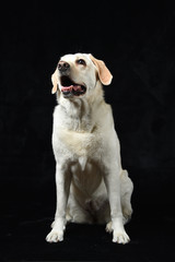 ゴールデンレトリバー