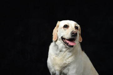 ゴールデンレトリバー