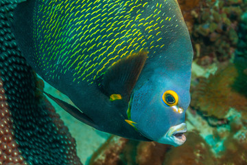 French Angelfish on coral reef