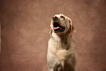 ゴールデンレトリバー