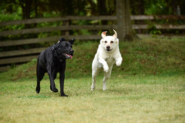 Obraz premium ゴールデンレトリバー