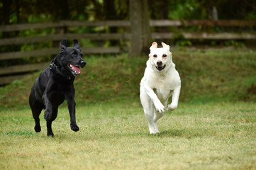 ゴールデンレトリバー