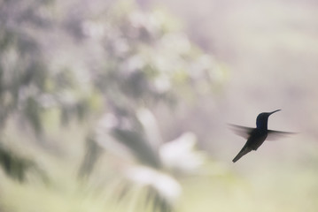 Humingbird02 © Jonathan