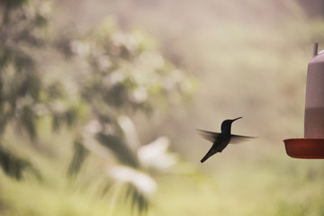 Humingbird02 © Jonathan