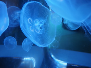 jellyfish on blue background © JuanSalvador