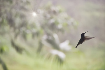 Humingbird02