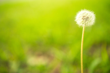 dandelion on grass