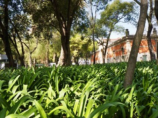 Plants Garden