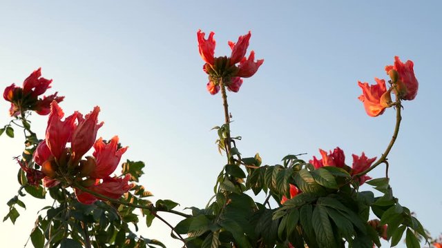 Spathodea Campanulata or Africom Tulip Flower in natural light.