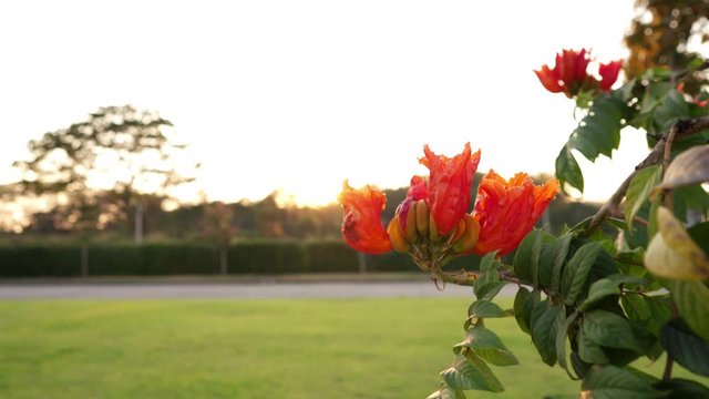 Spathodea Campanulata or Africom Tulip Flower in natural light against sunset background.