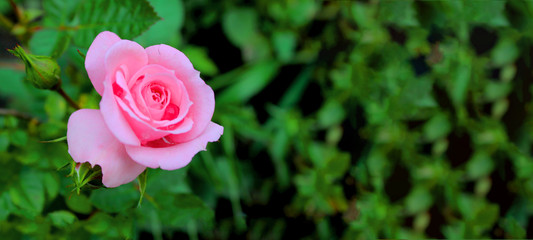 Banner. A rose flower with dew drops against a background of buds and greenery has not fully...