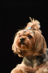 ヨークシャテリア