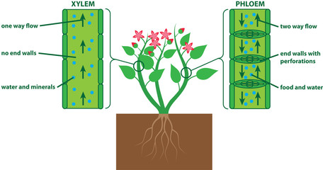 Plant diagram xylem and phloem