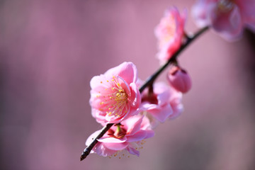 梅の花　紅梅　梅の花のアップ　満開の梅　満開の梅の花