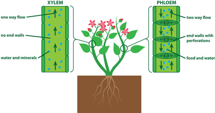 Plant diagram xylem and phloem