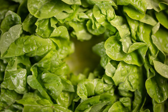 รูปภาพ"Salatkopf – เลือกดูภาพถ่ายสต็อก เวกเตอร์ และวิดีโอ1,669 | Adobe ...