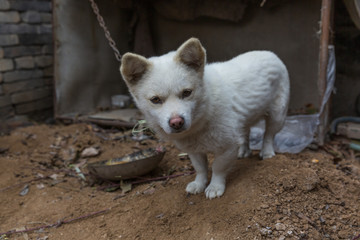 White guard puppy tied by iron chain outdoors