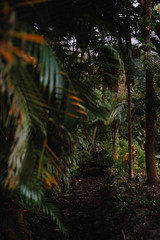 A woman standing on a small bridge in the jungle