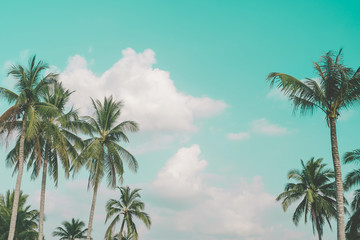Fototapeta na wymiar Tropical palm tree with summer blue sky background.