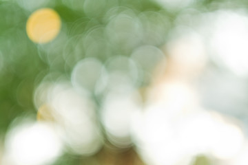 bokeh background, green leave blur background