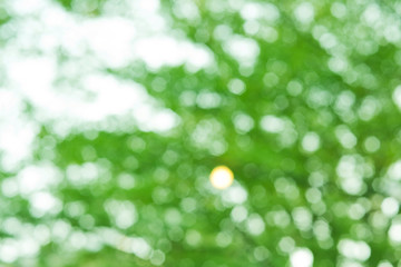 green background, blur bokeh nature