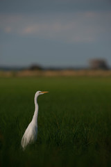 Egretscape