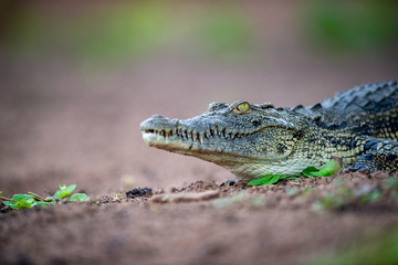 Obraz premium Crocodile