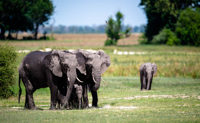 Elephant Family © Gagan