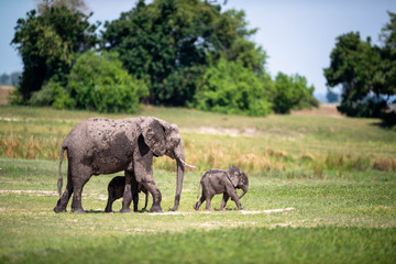Elephant Family © Gagan