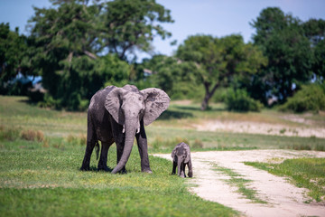 Elephant Family © Gagan